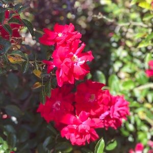 Meet your Posher, Sheri